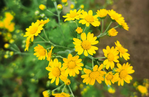 野菊花